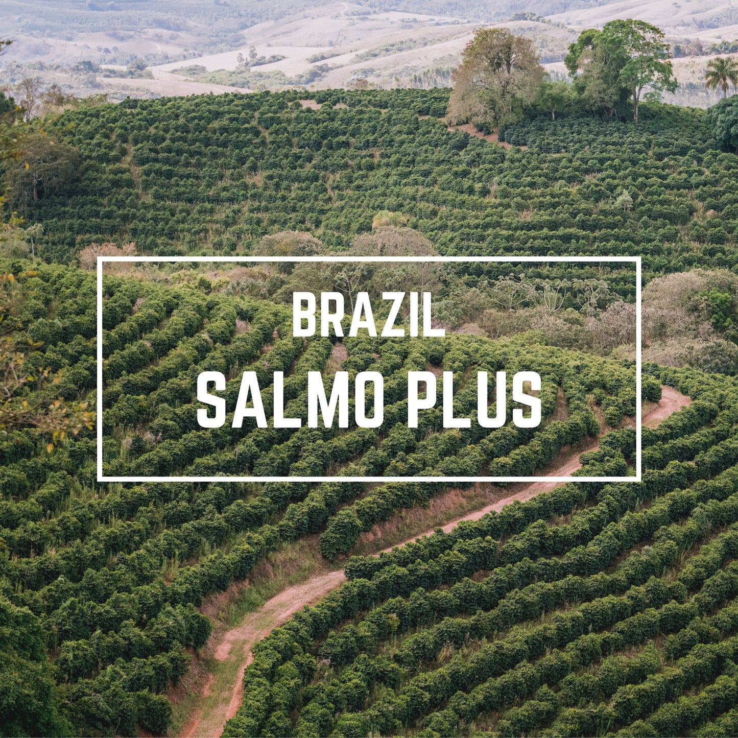 Brazil Salmo Plus